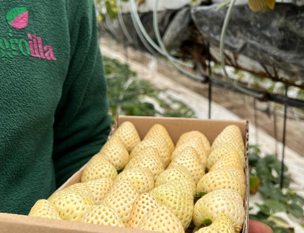 Agroilla - Erdbeeren aus Mallorca