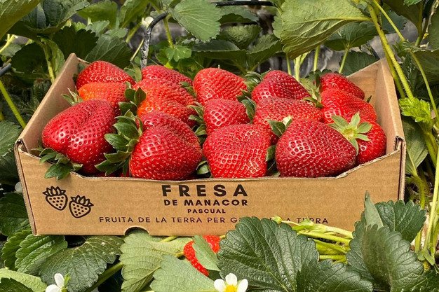 Agroilla – Erdbeeren aus Mallorca