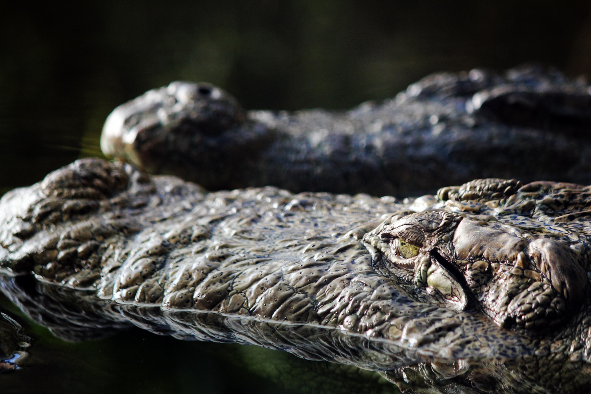 “Grote” alligator gesignaleerd in Belgisch park