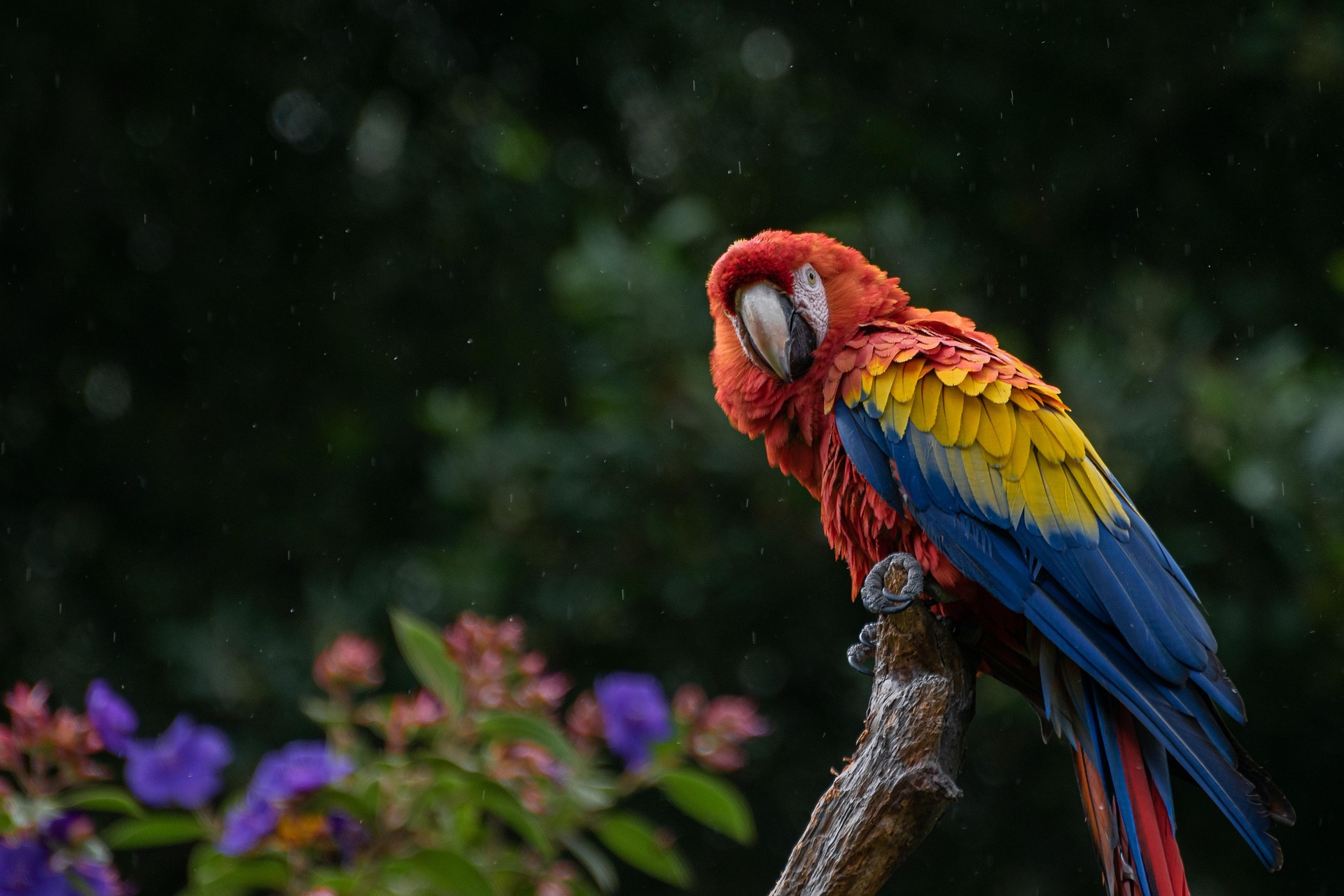 Exotische Vögel erobern spanische Städte