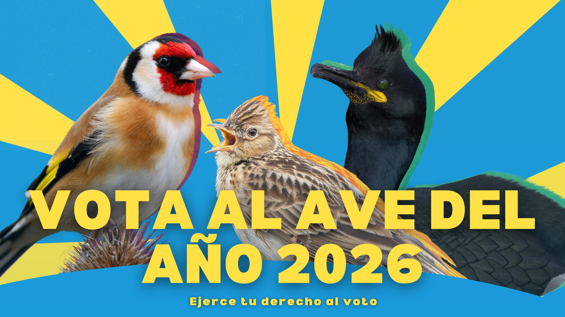 Ave del Año en 2026