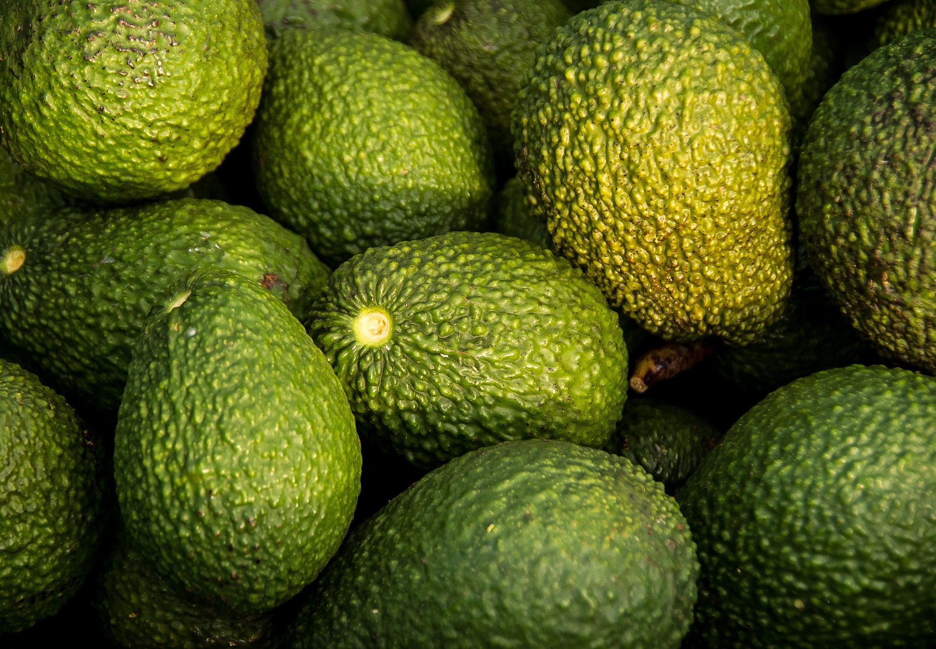 Avocados, Ernte