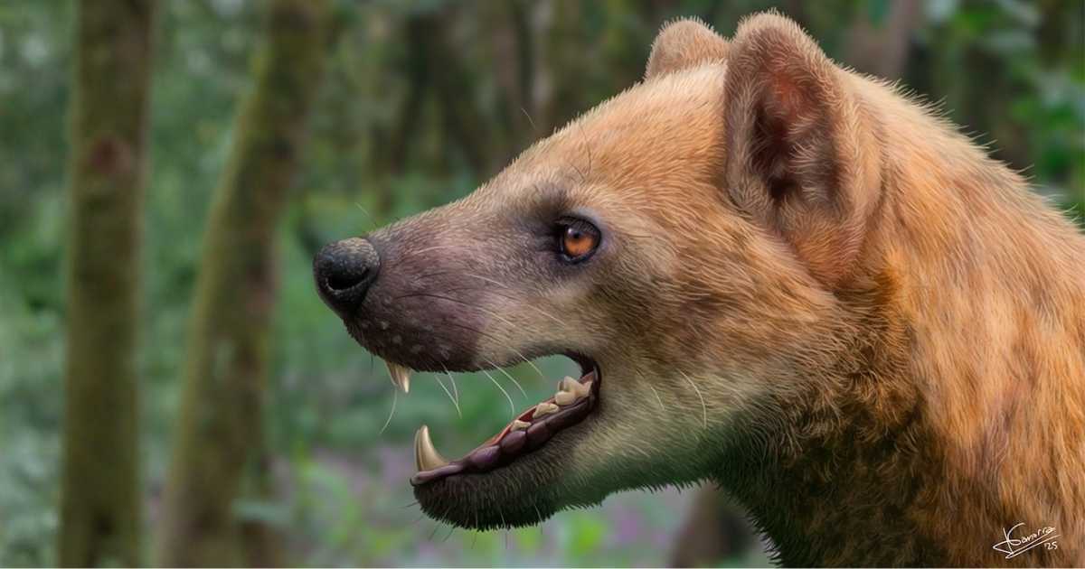Bärenhund