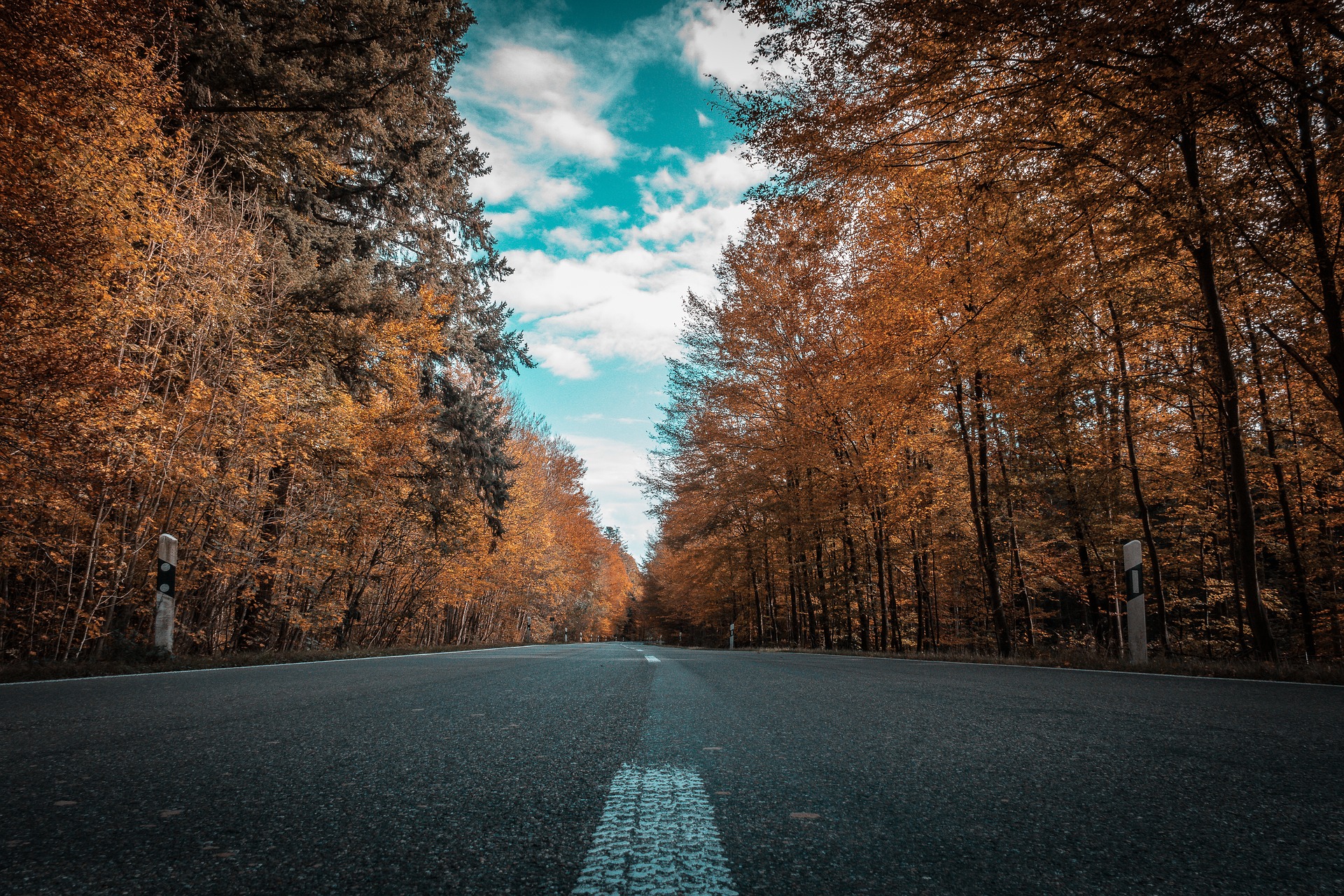 Baumallee im Herbst