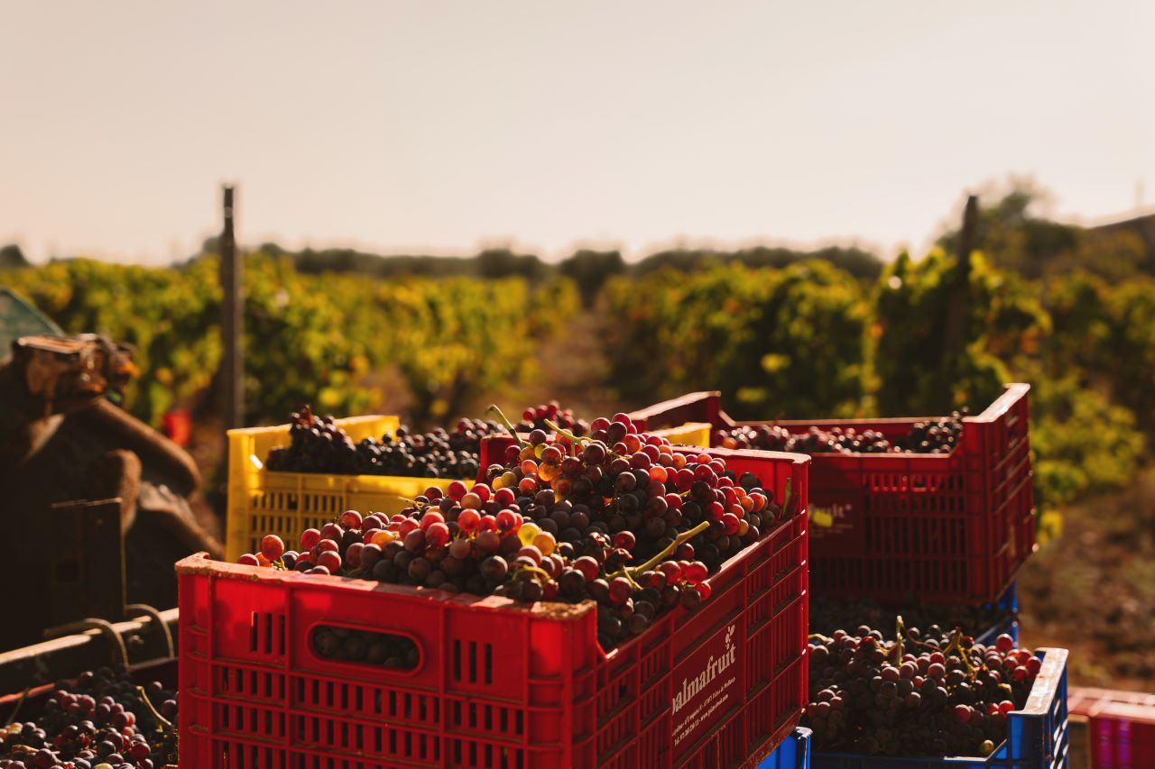 Beginn der Weinlese in der Region der DO Binissalem
