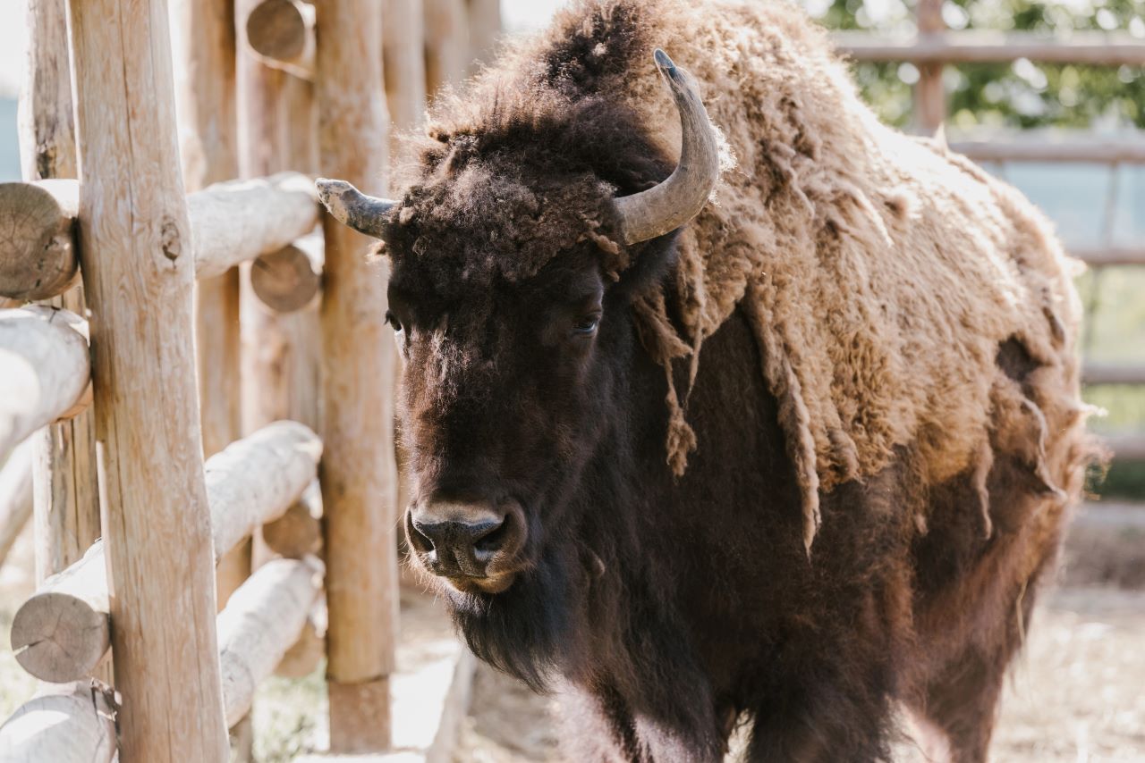 Bison Wilder Büffel