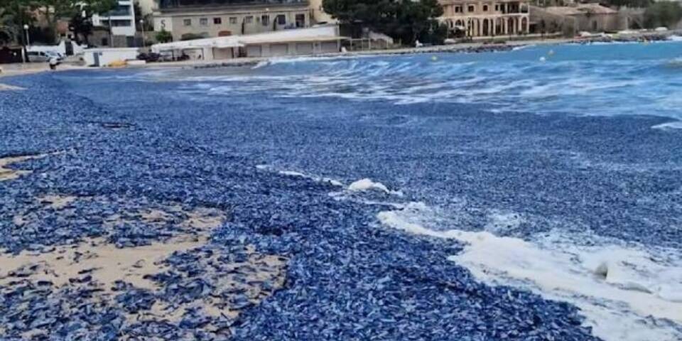 Geheimnisvolle blaue Kreaturen überschwemmen Strände auf Ibiza Blaue Quallen