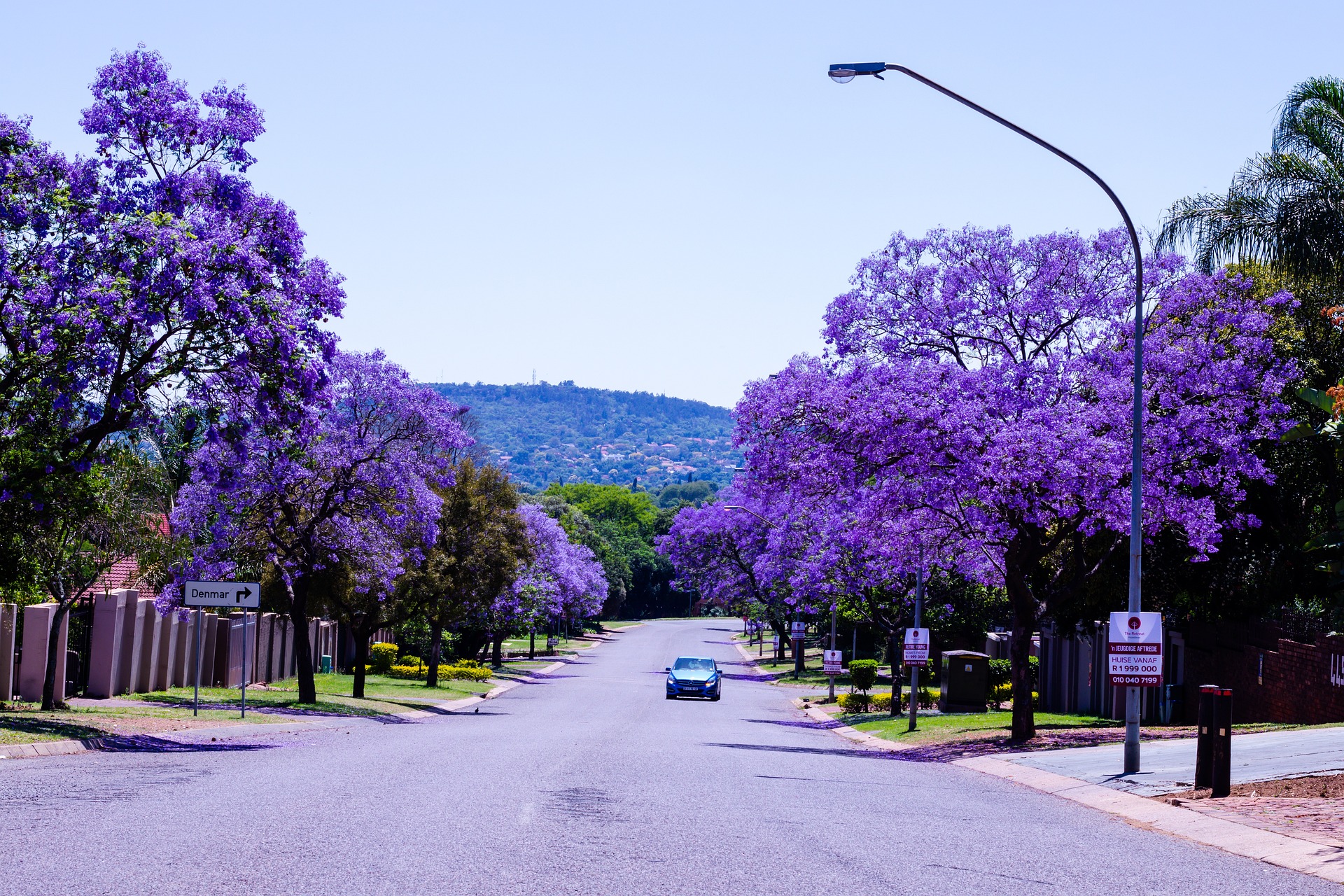 Blütenpracht der „Jacarandas“