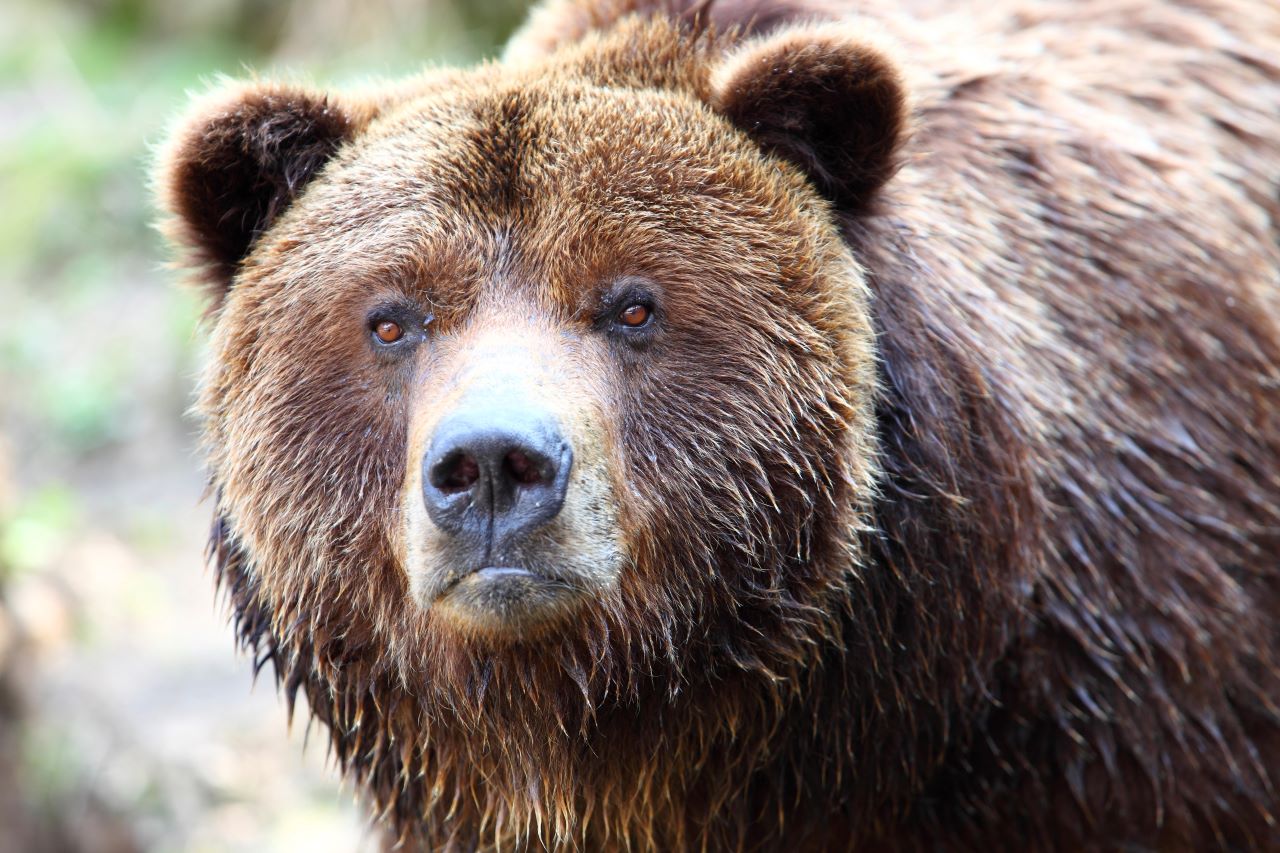 Matar a un oso: True Crime zwischen Natur, Gemeinschaft und Moral