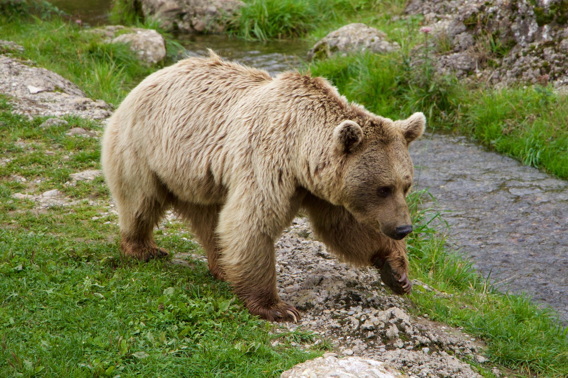 Goiat, der berühmteste Bär Spaniens ist tot?