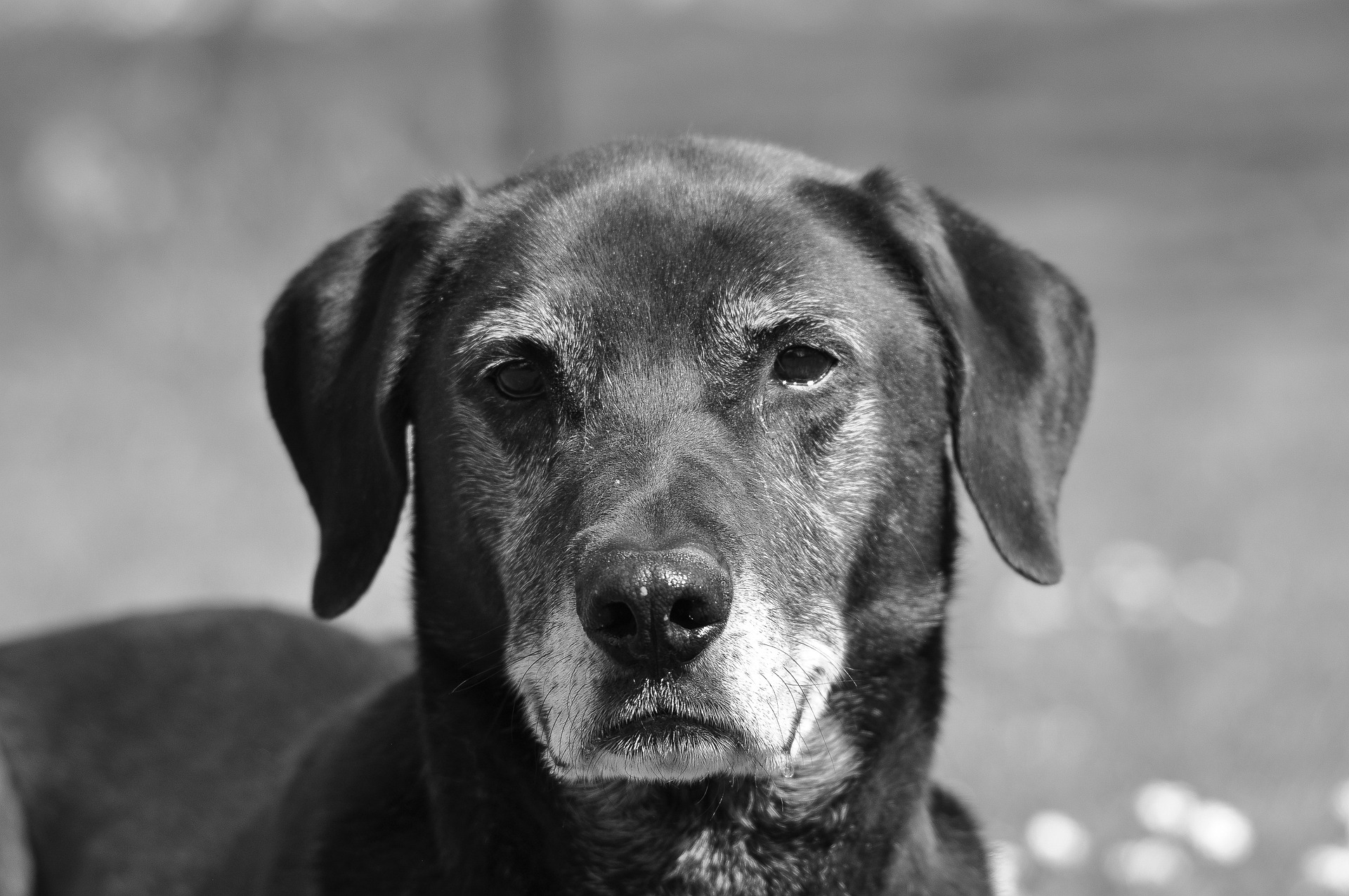 Einen Hund adoptieren bringt Steuervergünstigungen