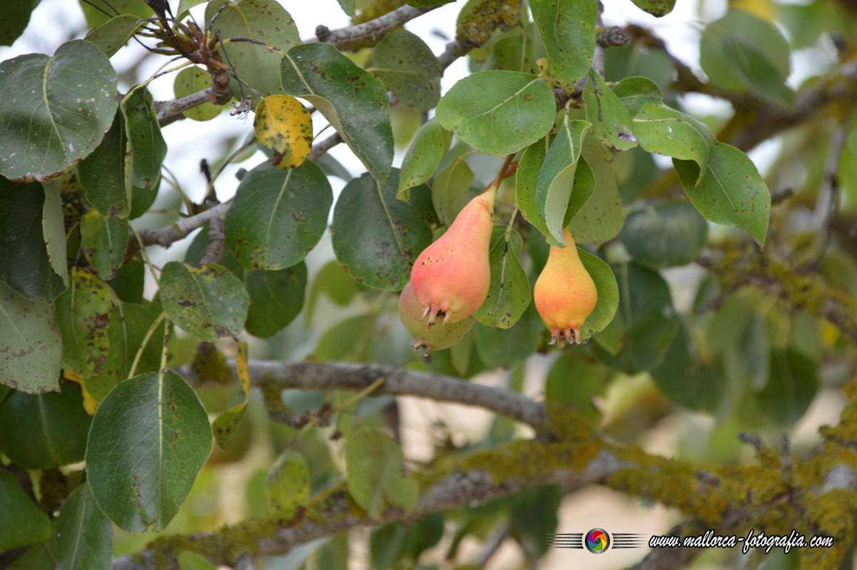 Kalenderblatt | 08.01.2023 - Felanitx