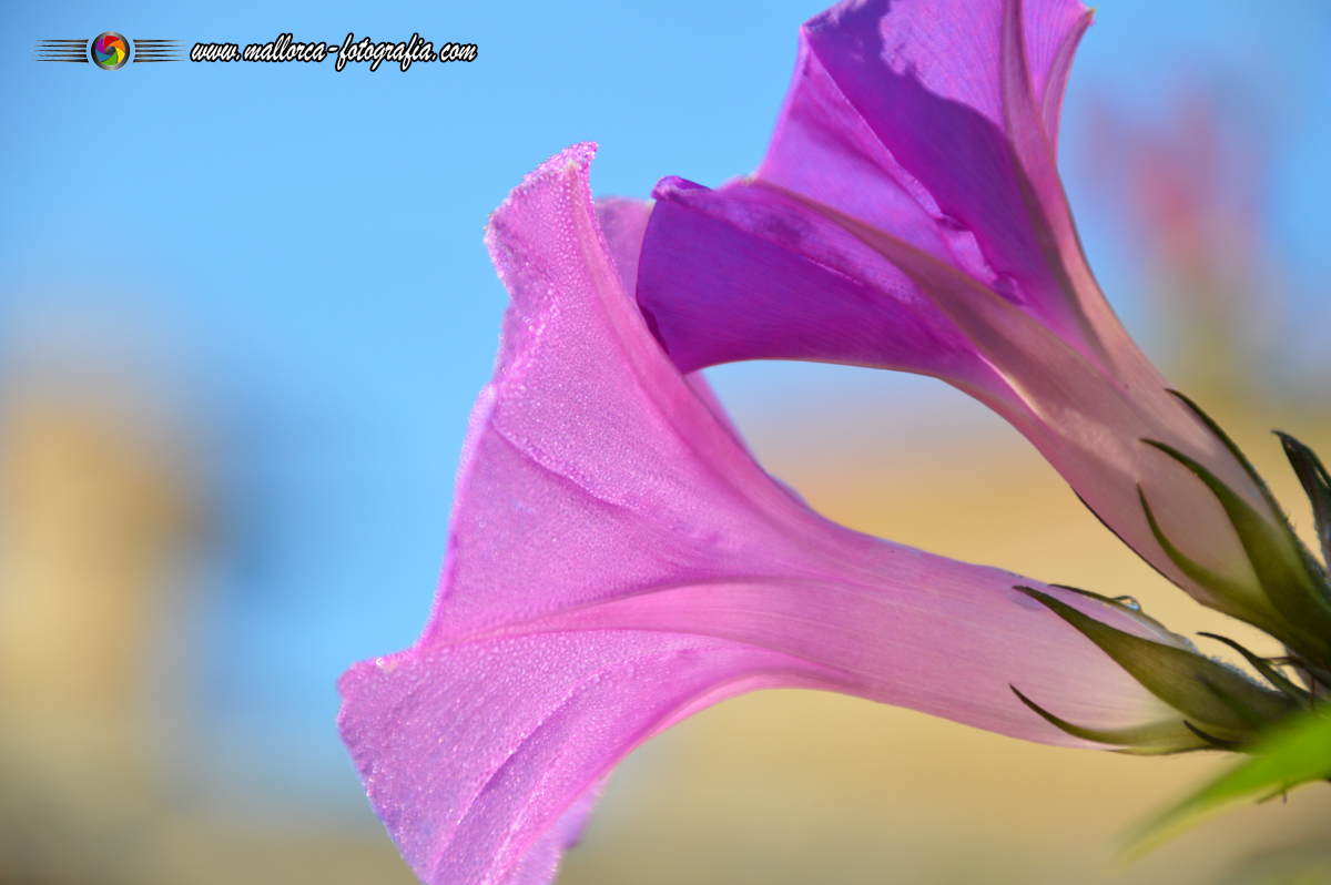 Kalenderblatt | 25.11. - Vilafranca de Bonany