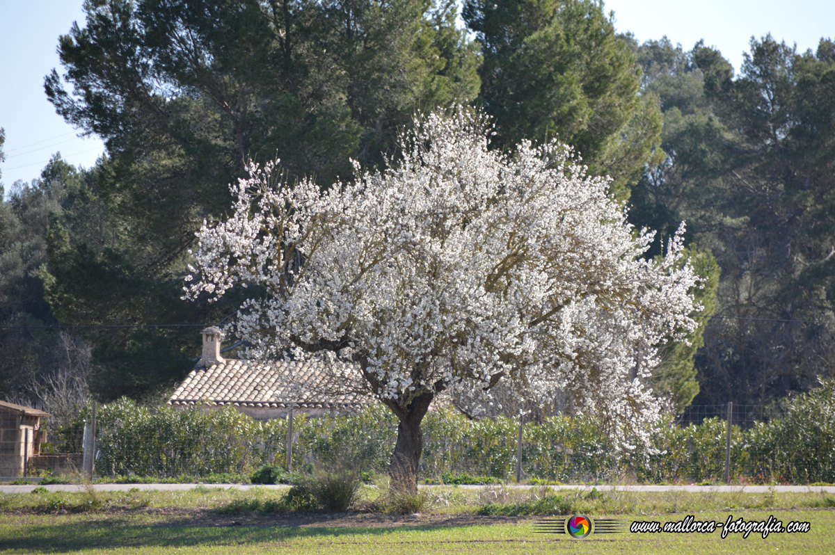 Kalenderblatt | 18.11. - Vilafranca de Bonany