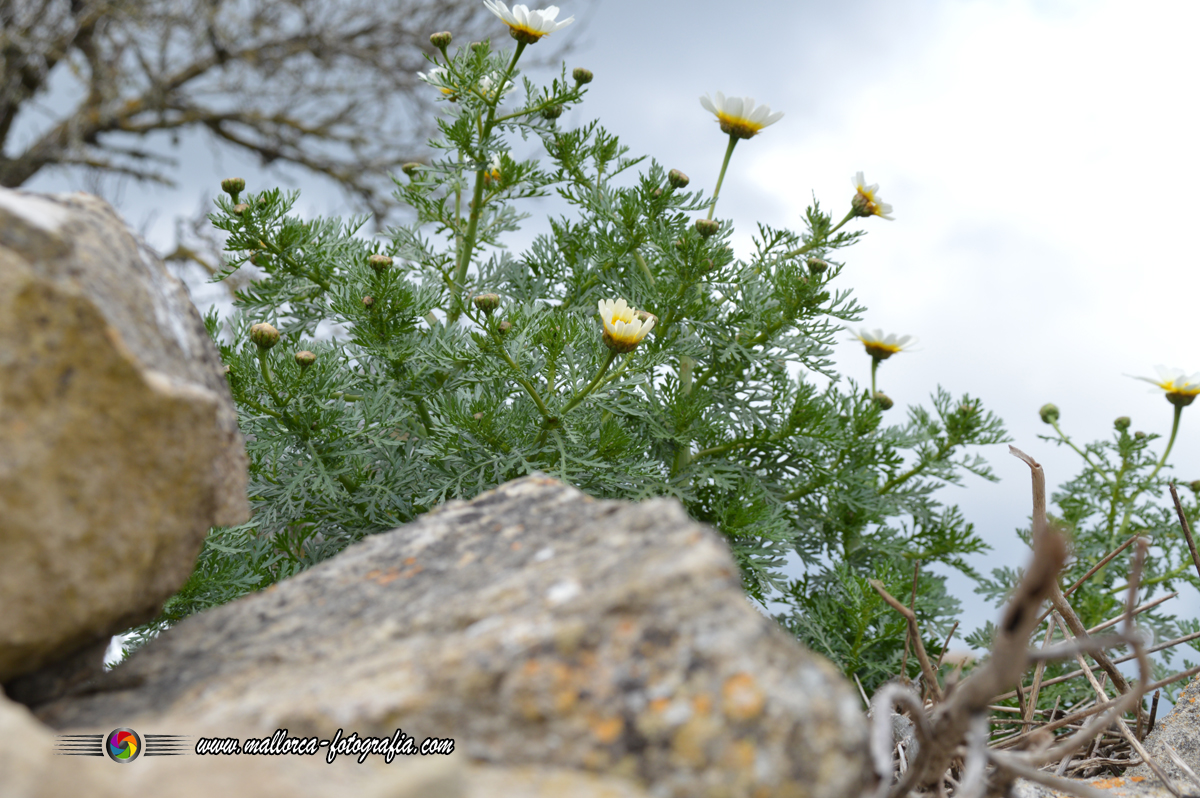 Kalenderblatt | 21.12. - Vilafranca de Bonany