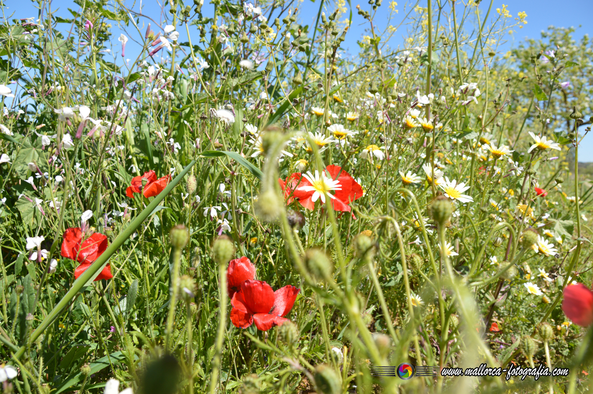 Kalenderblatt | 26.12. - Vilafranca de Bonany