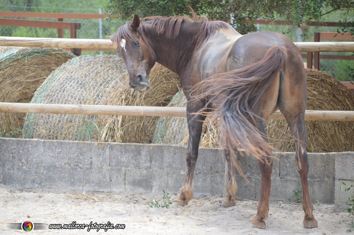 Spendenaufruf für die Color Horse Ranch
