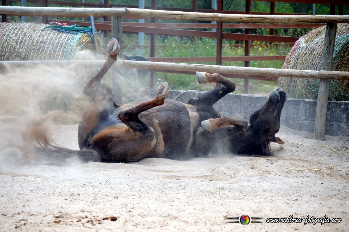 Mallorca en zijn paarden