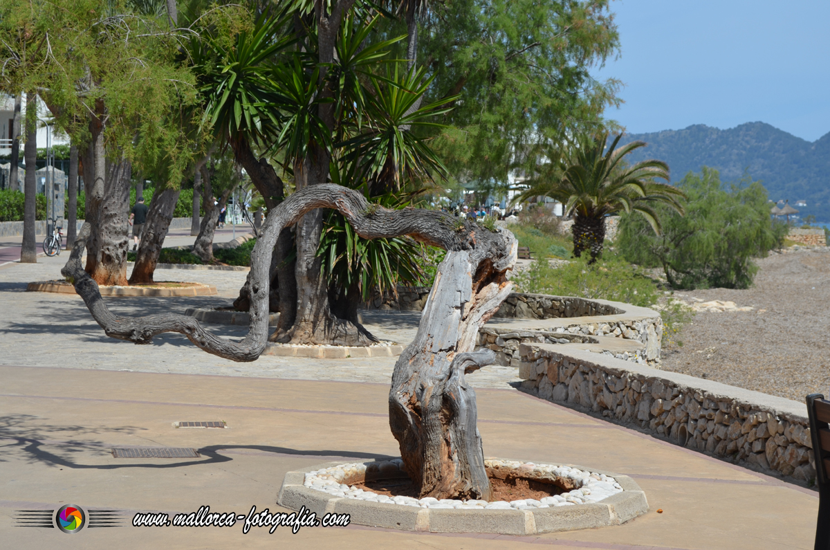 Kalenderblatt | 15.10. - Cala Bona