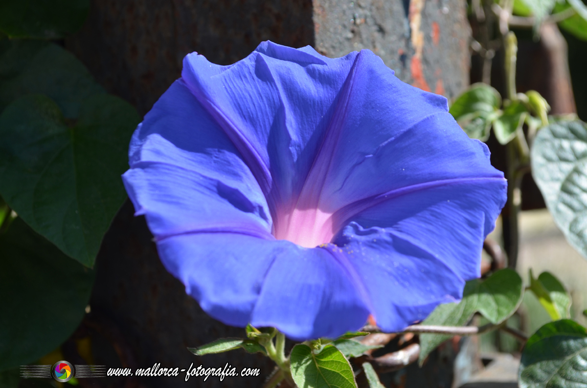 Kalenderblatt | 28.10. - Vilafranca de Bonany