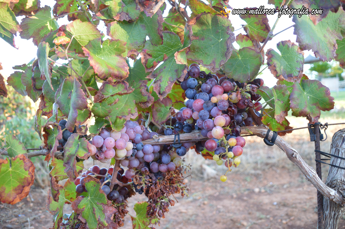 Lese der Merlot Trauben auf der Bodega Maruccia