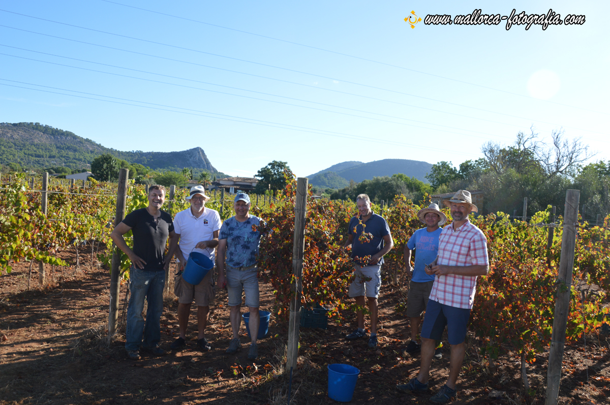 Weinernte auf der Bodega Maruccia in Llucmajor
