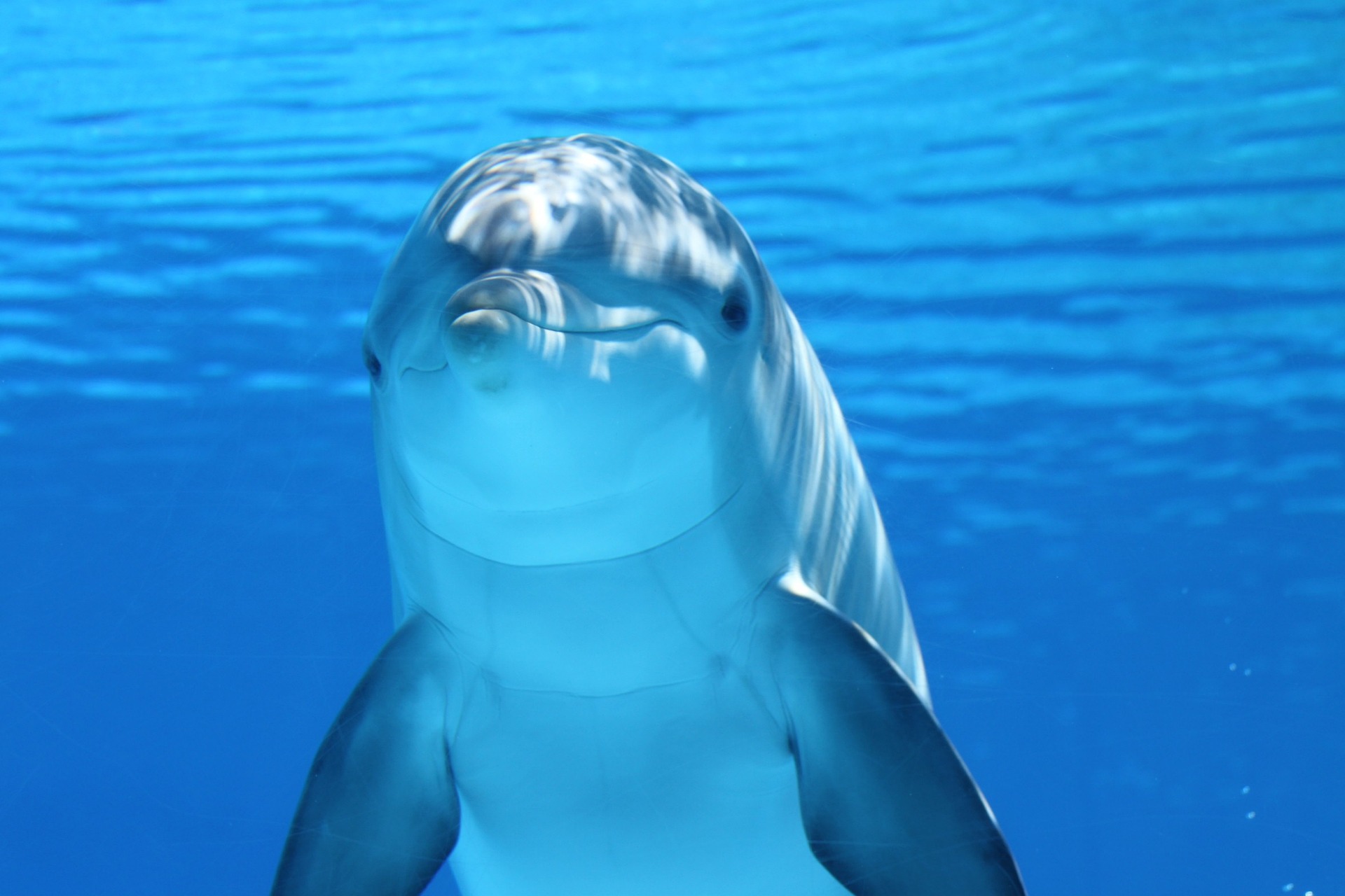 Delfin Meer Ozean Säugetier