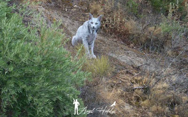 Einzigartiger weißer Iberischer Luchs in Jaén fotografiert
