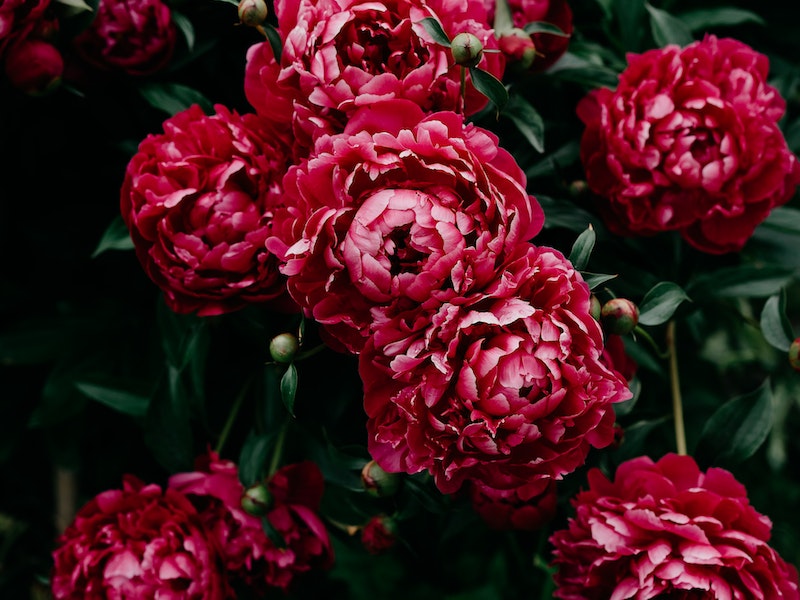 Erkundung der einheimischen Flora Mallorcas