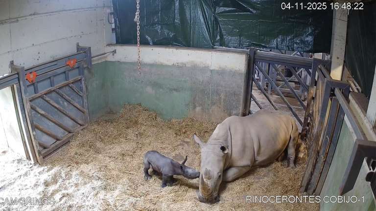 Erste Geburt eines Nashorns im Bioparc Valencia Erste Geburt eines Nashorns im Bioparc Valencia