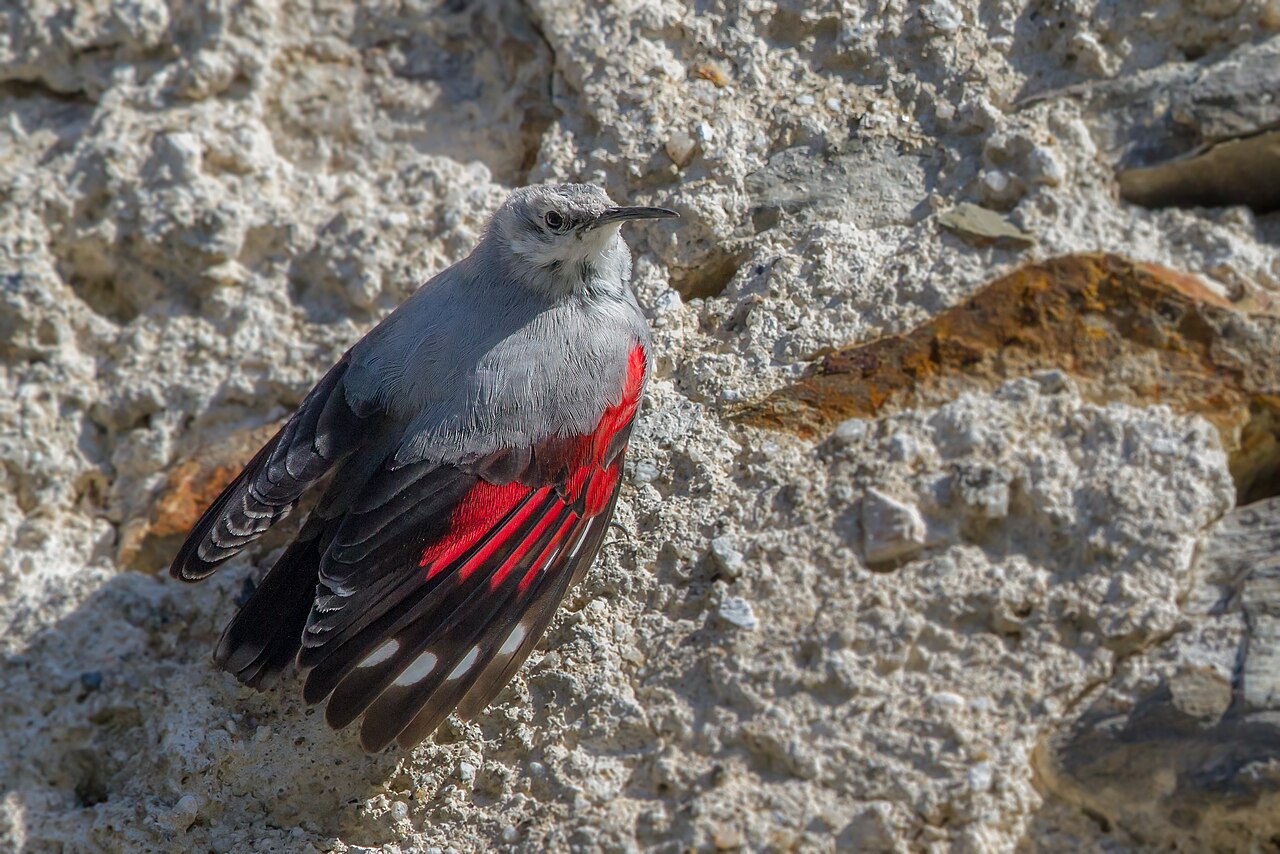 „Treparriscos“ in Spanien zum Vogel des Jahres 2025 erklärt