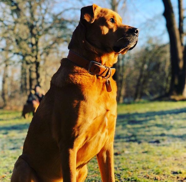 Finderlohn für Bobby