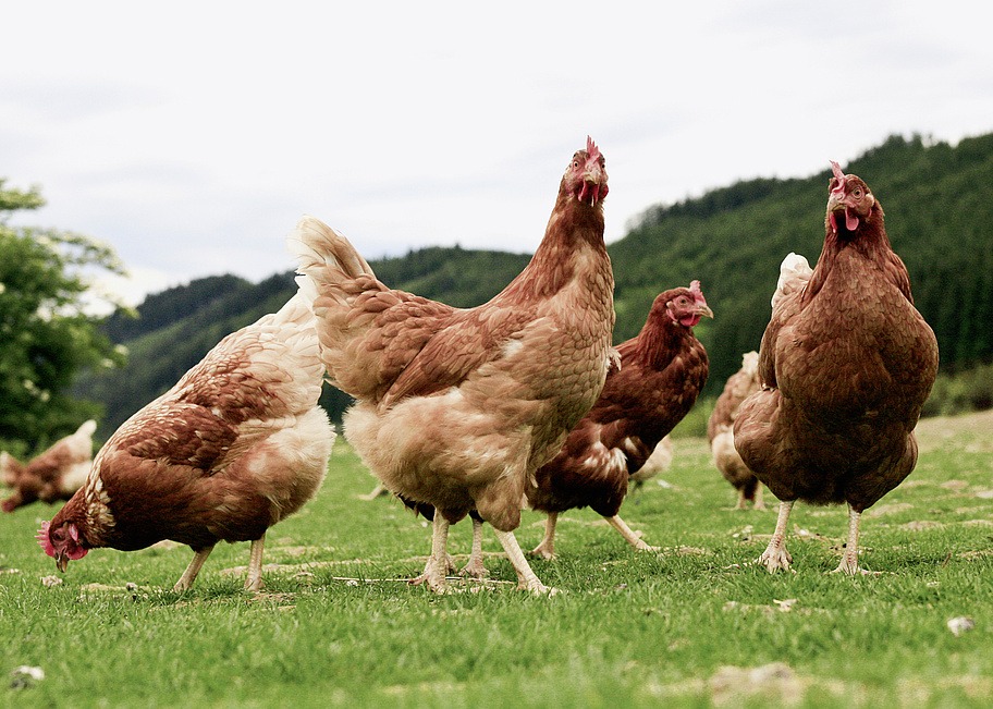 Europese Unie beschermt zich tegen vogelgriep