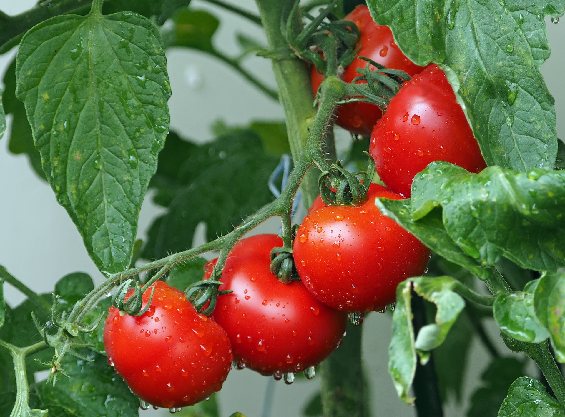 Frische Tomaten