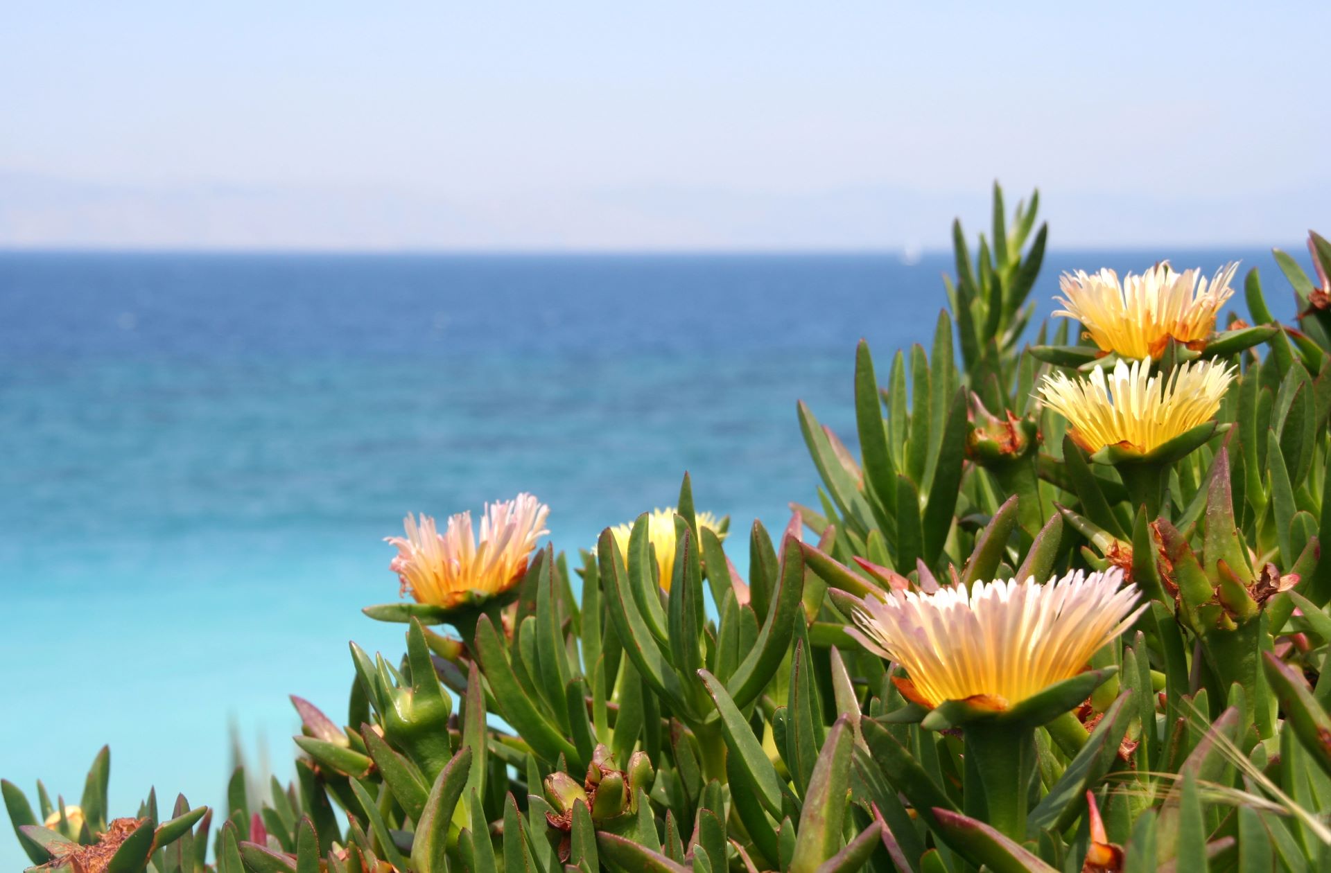 Frühling am Mittelmeer