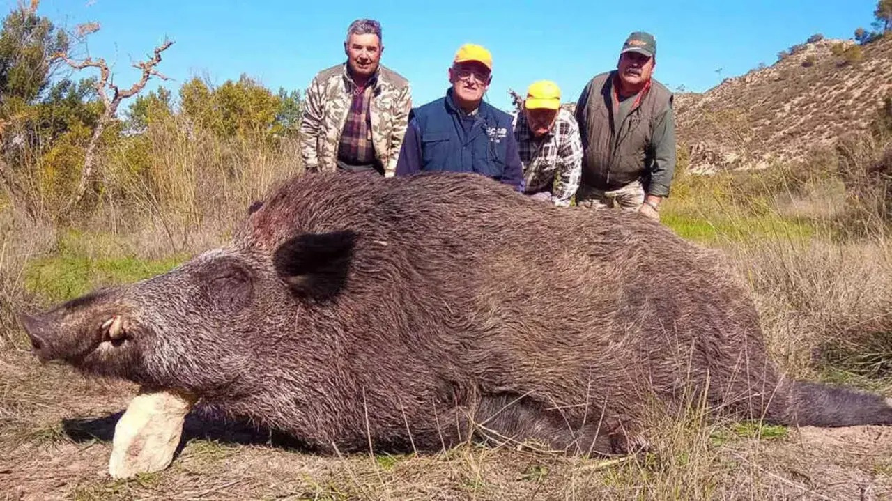 Gigantisches Wildschwein in Aragón erlegt