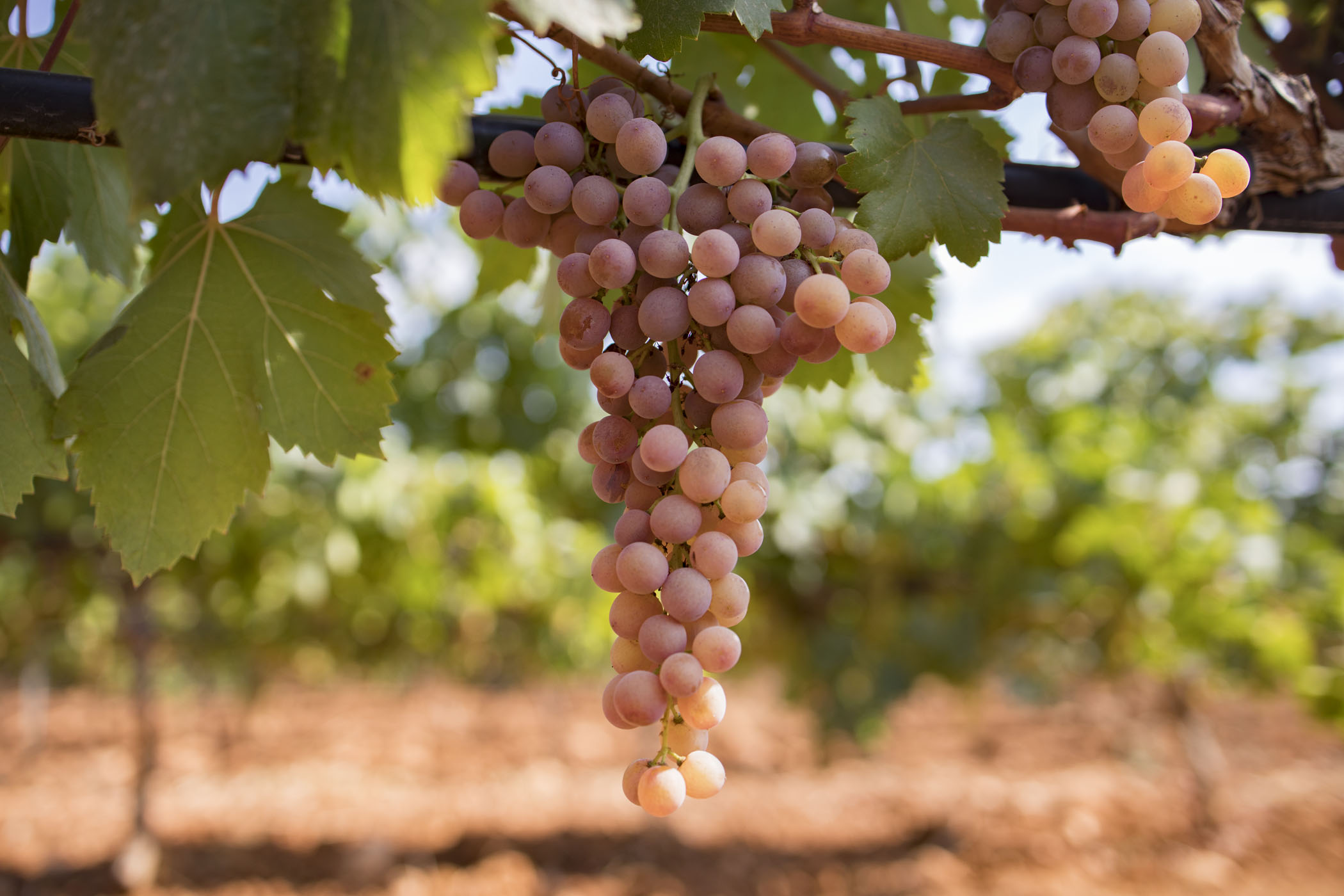 09.11.2025 – World Wine Tourism Day