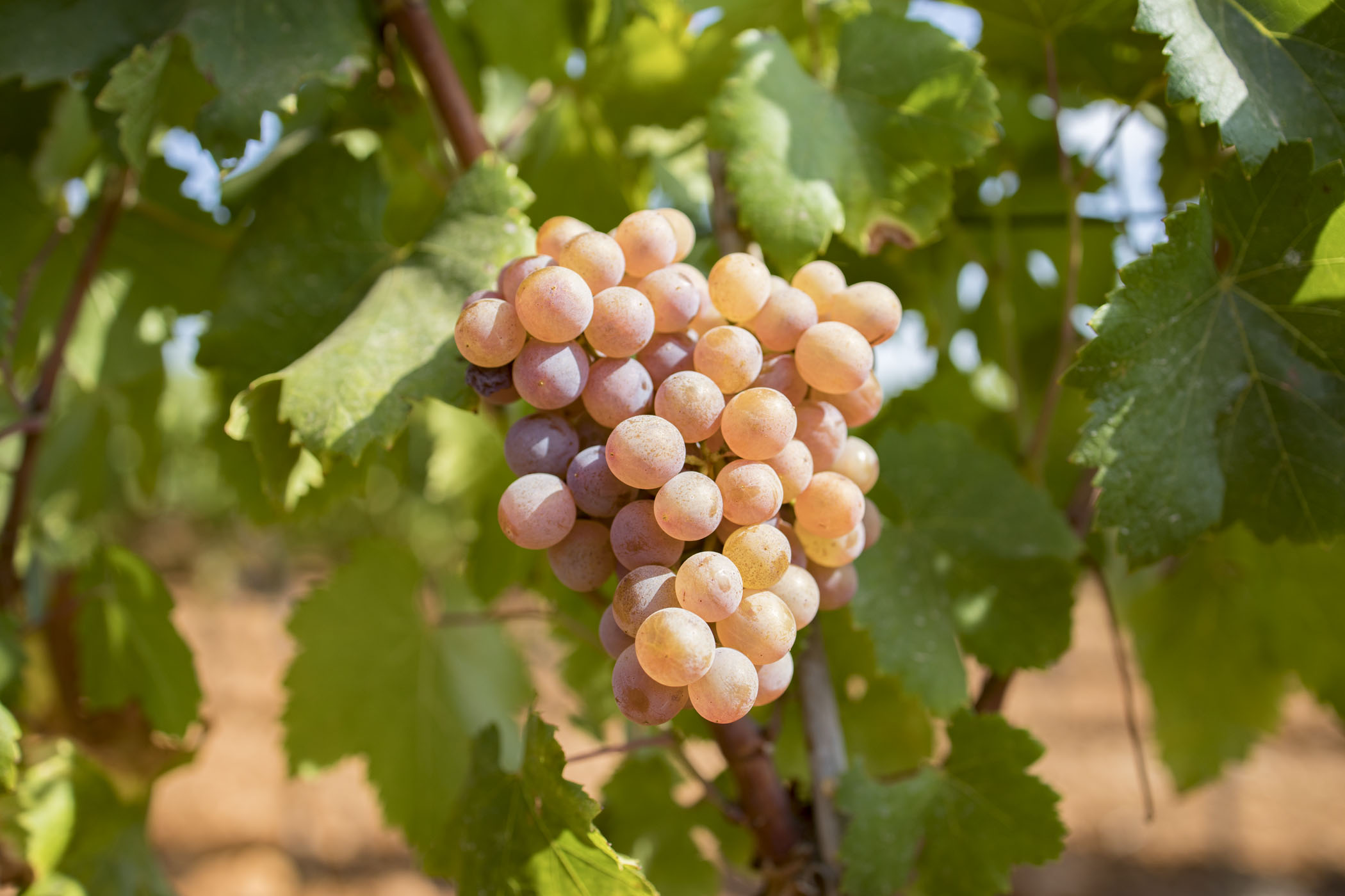 Weinlese in der DO Binissalem