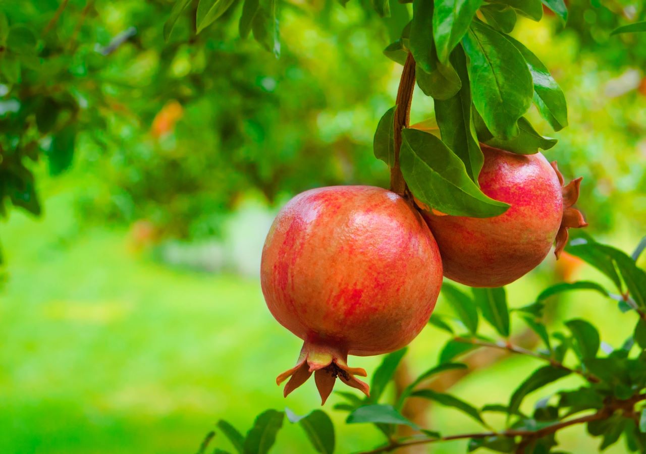 Granatapfel