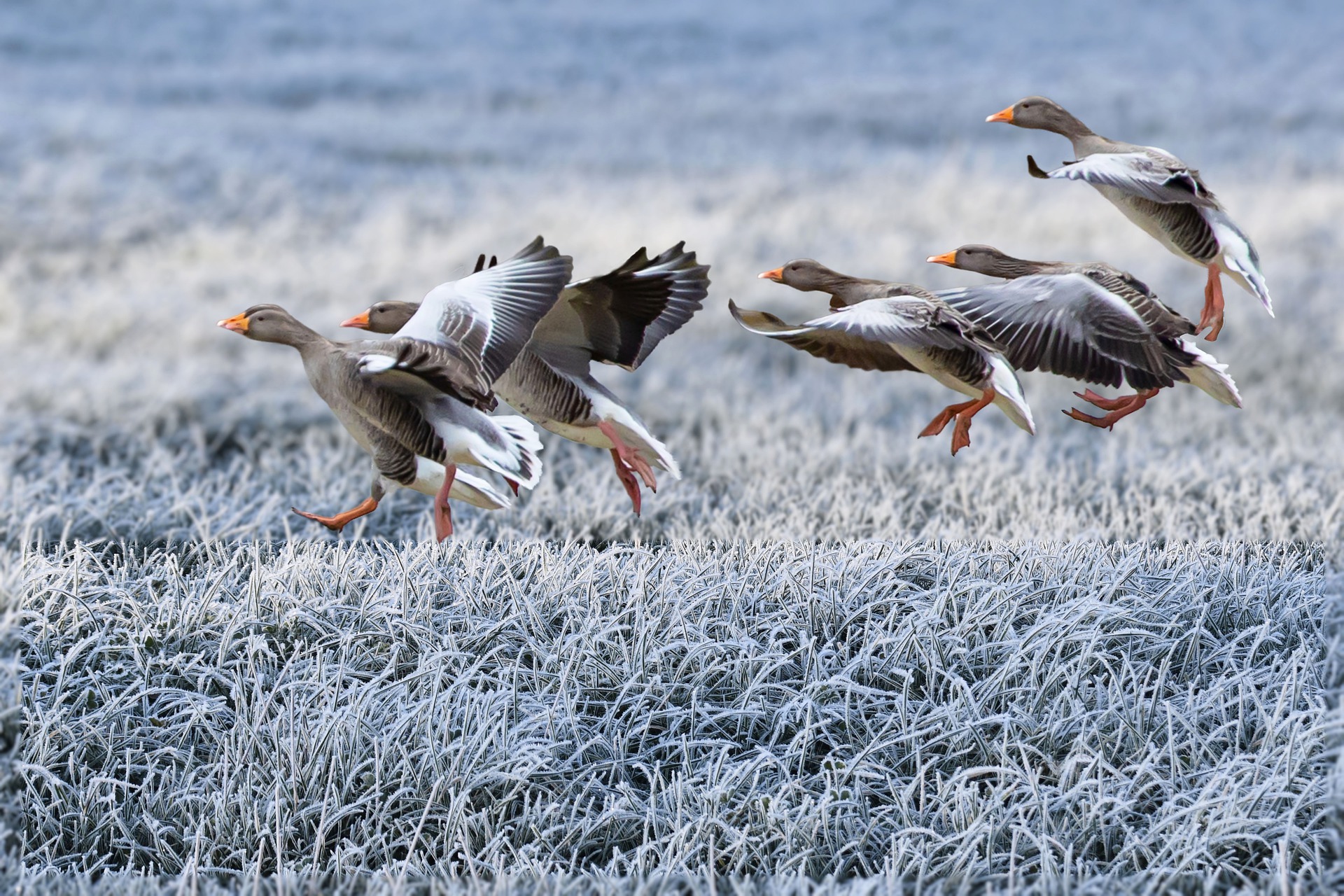 Graugänse Zugvögel Winter