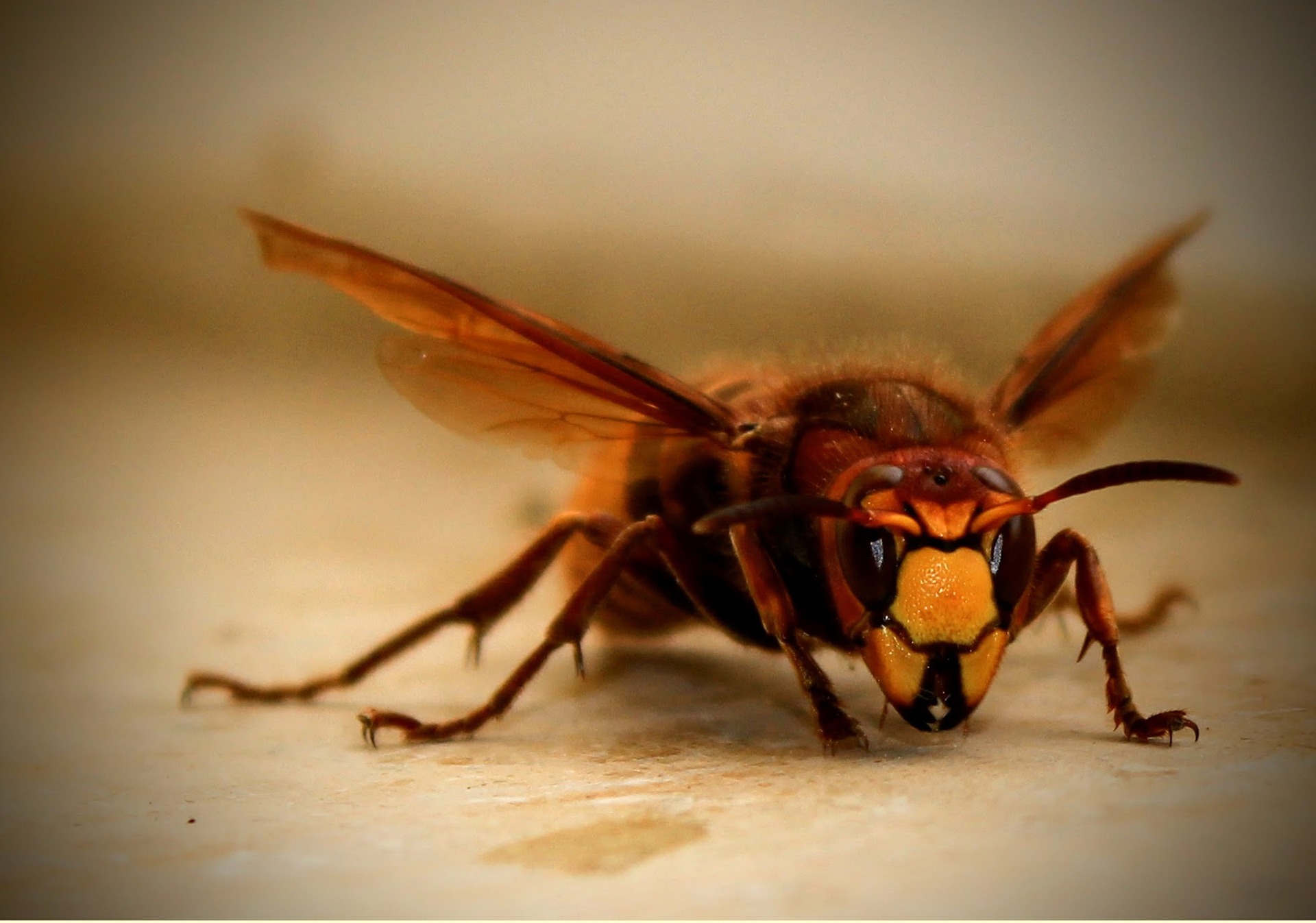 Hornisse, Hornet