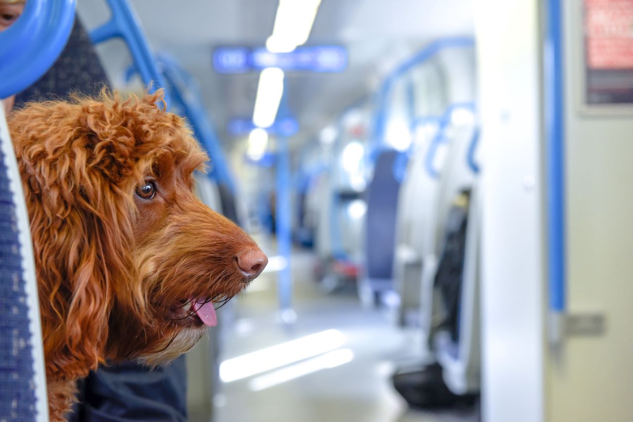 Hund im Zugabteil
