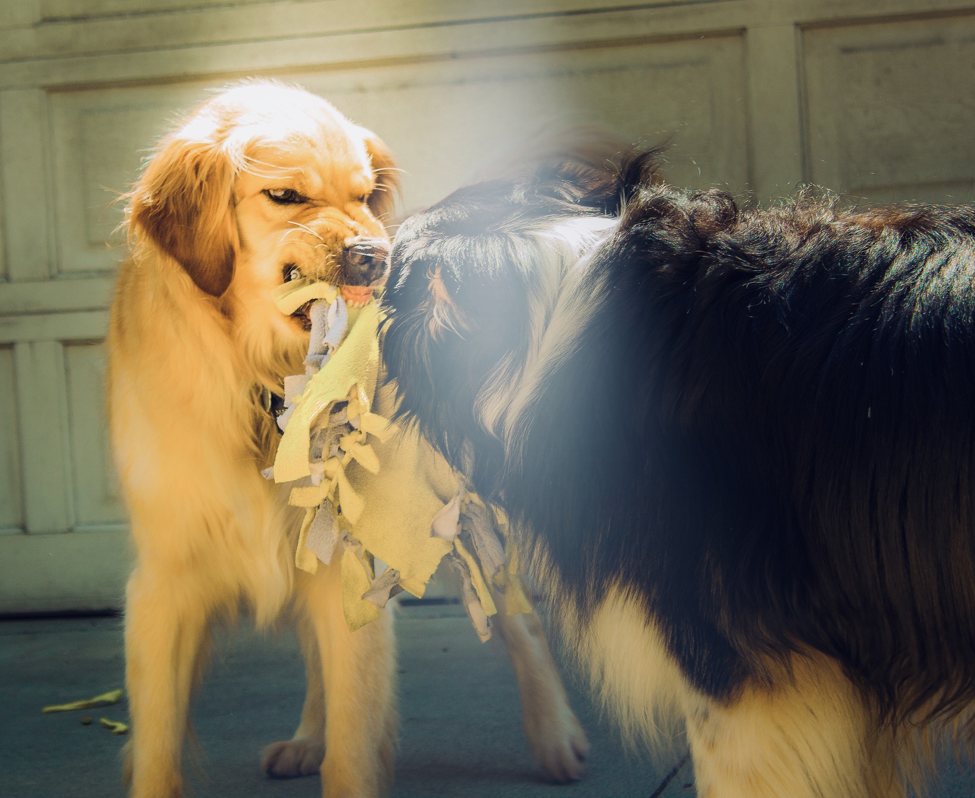 Hunde Knurren Aggressiv Tollwut