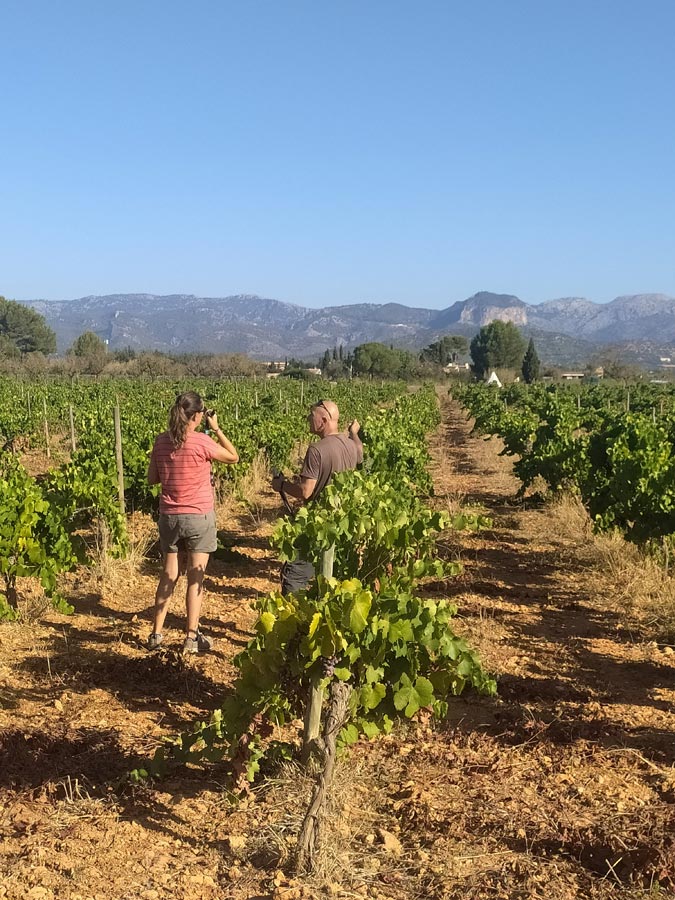 Erntekampagne in den Weinkellereien der DO Binissalem