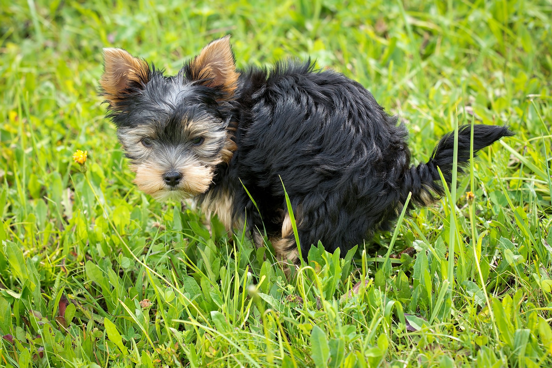 Kackender Hund Welpe Haustier