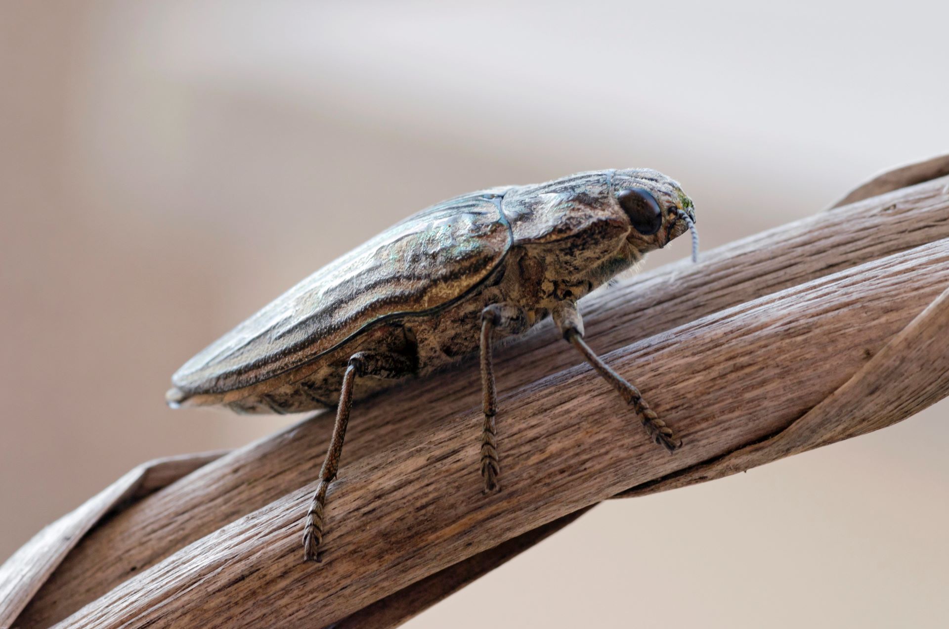 Käfer Kiefernbohrer