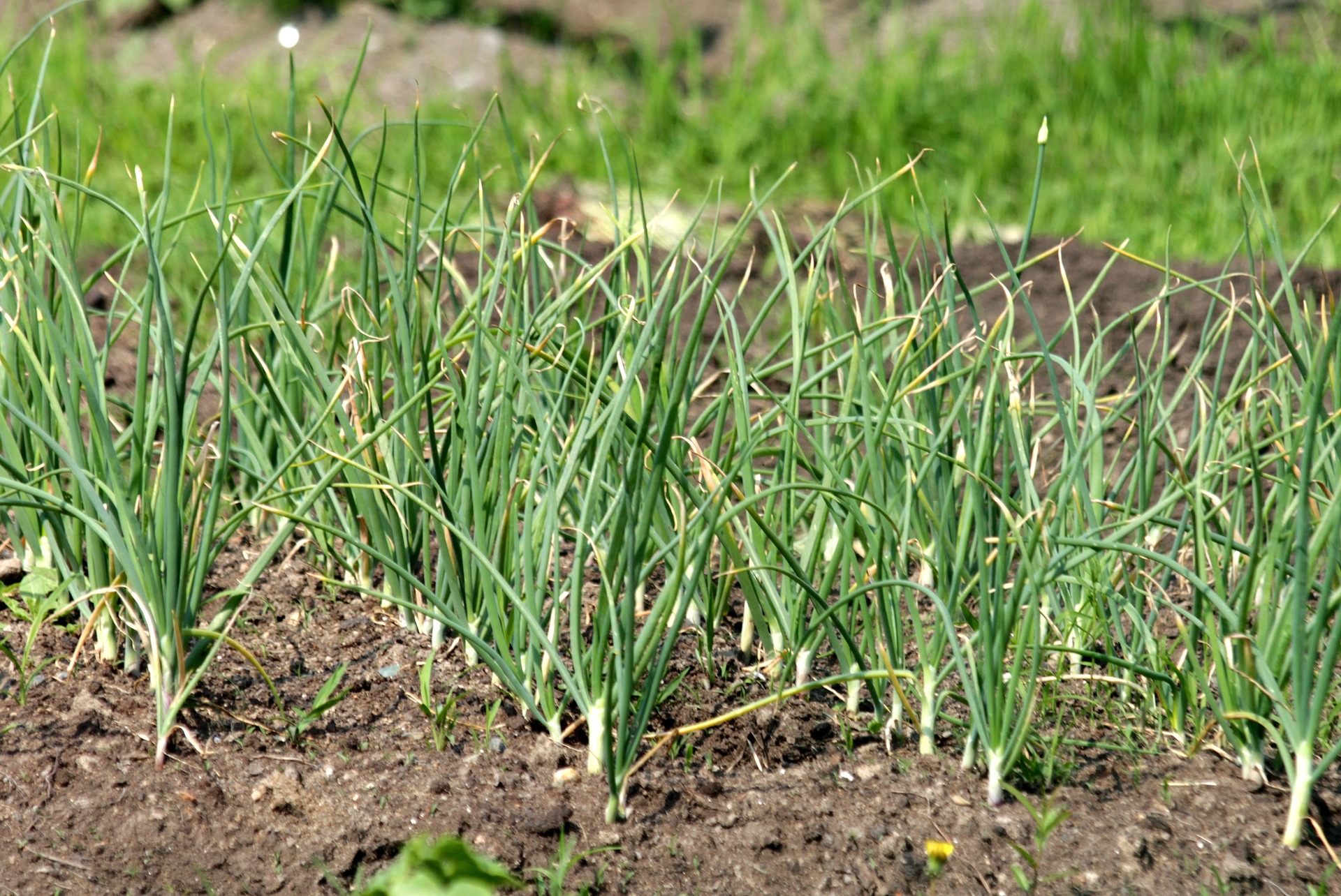 Knoblauch-Pflanzmaterial aus Mallorca wird knapp
