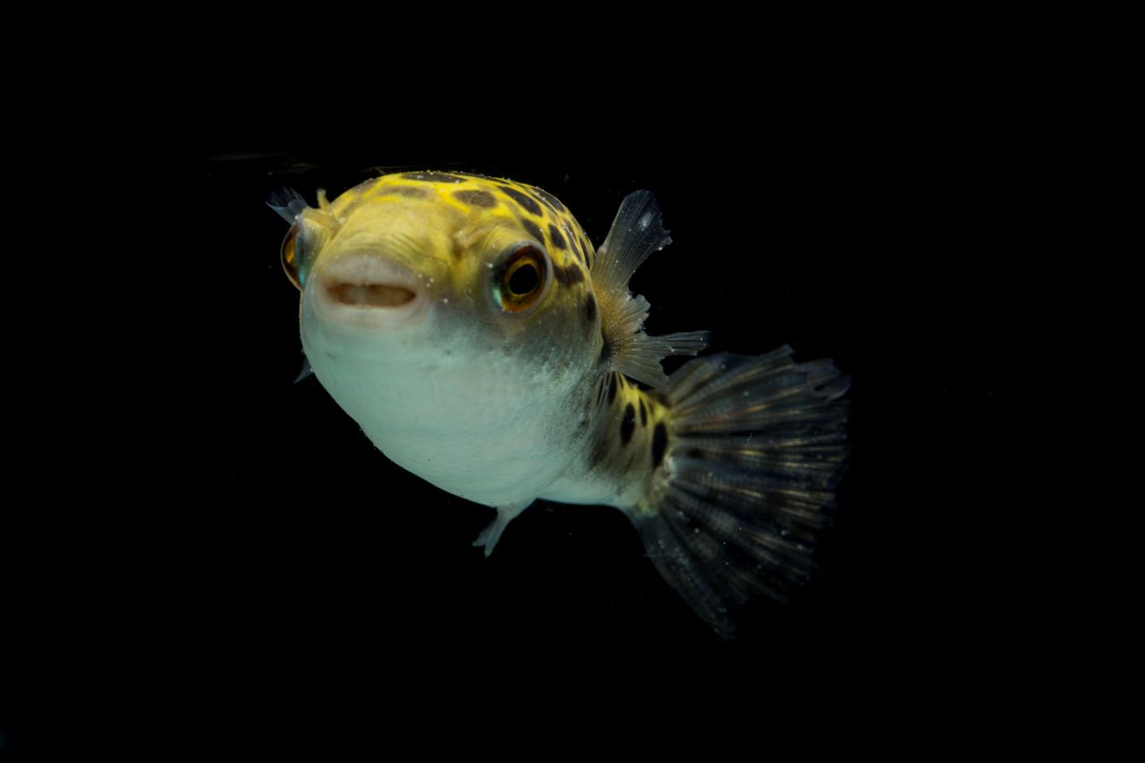 Kugelfisch