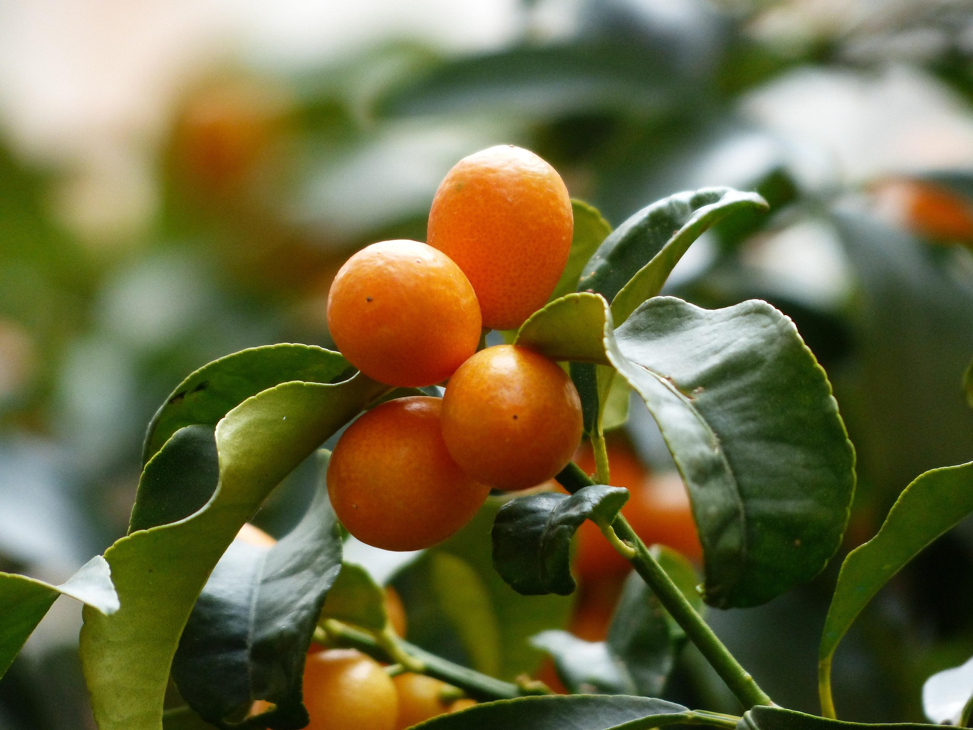 Kumquats, Baum, Zweig