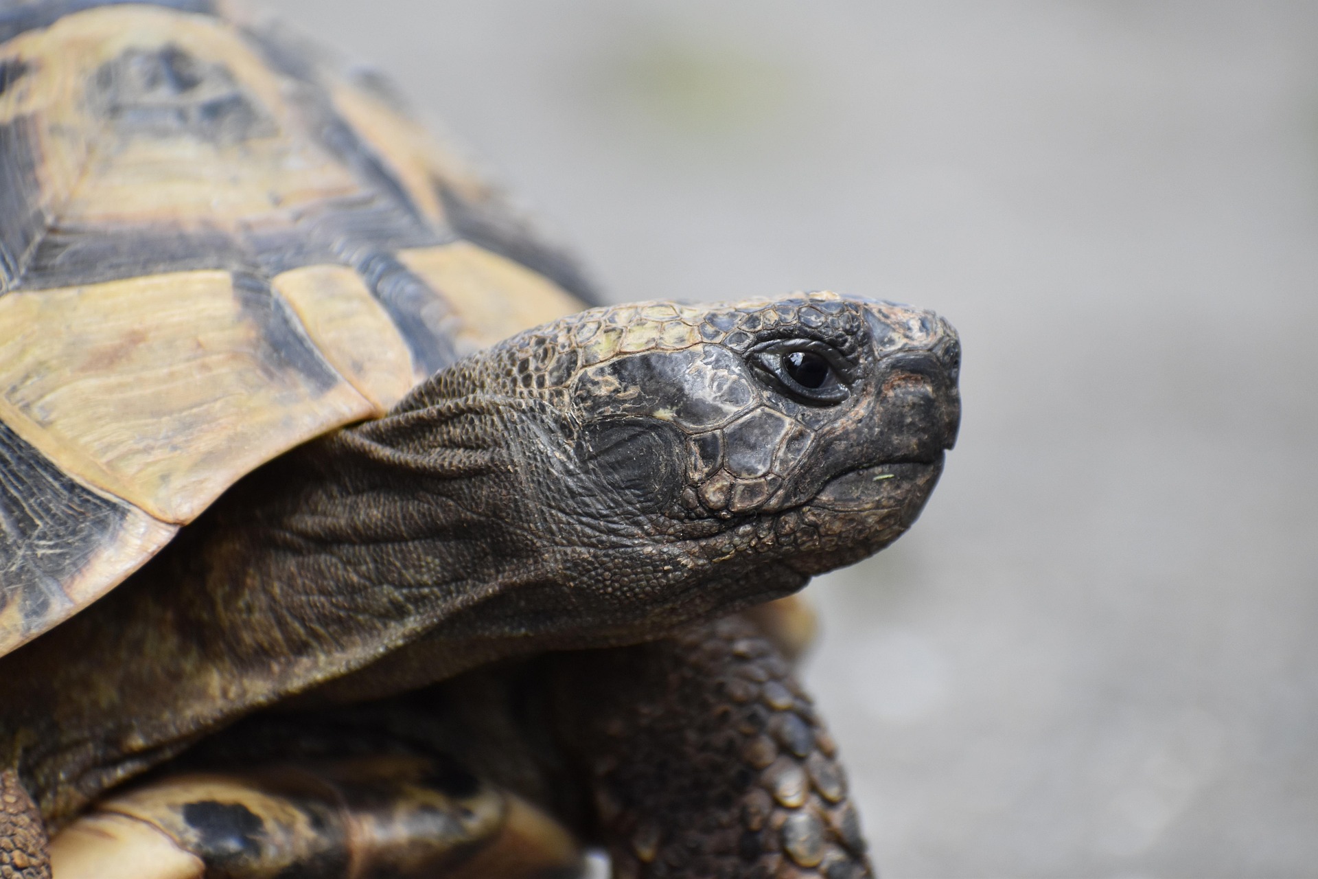 Einzigartige europäische Landschildkröte retten